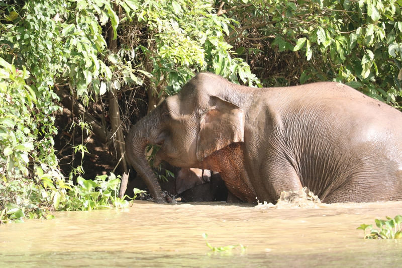 And what everyone hopes to see,  Pigmy Elephants.   They are still quite large and dangerous if provoked.